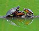 Turtles.jpg