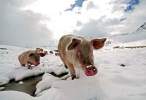 Winter pigs.jpg