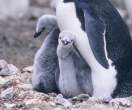 Penguin.jpg