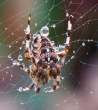 Spider.jpg