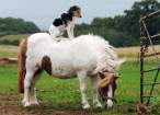 Horse.jpg