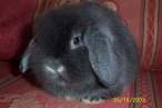 Fat wabbit.jpg