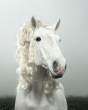 Horse.jpg