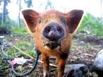 Pig.jpg