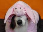 Pig.jpg