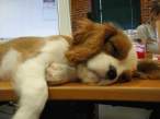 Zzzzz.jpg