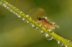 Drops.jpg