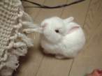 Wabbit.jpg