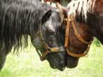 Horse love.jpg