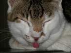 Lick.jpg