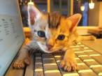 Hacker kitty.jpg
