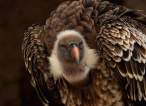 Hawk.jpg