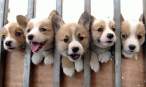 Puppies.jpg