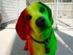 dog.jpg