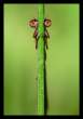 Insect.jpg