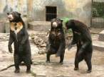 Bears.jpg