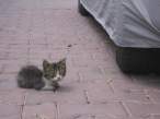 Kitten.jpg