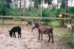 Donkeys.jpg