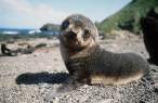 Baby seal.jpg