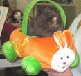 Bunny ride.jpg