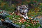 Wolf.jpg