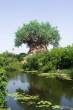 Tree.jpg