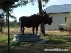 moose1.jpg