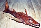 Sea creature.jpg