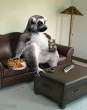 lazyraccoon.jpg