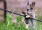 Wabbit.jpg