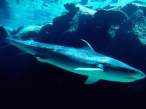 Shark.jpg