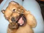 Wild Puppy.jpg