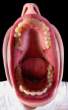 Big mouth.jpg