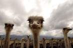Ostrich.jpg