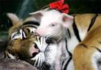 Tiger adopting pigs.jpg