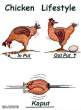 chicken lifestyle.jpg