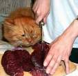 Hungry.jpg