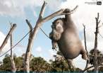 Hippo.jpg
