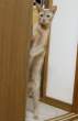 Standing.jpg
