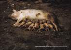 Feed them.jpg