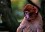 Monkey.jpg