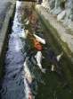 Fishes.jpg