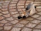 Cat.jpg