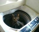 Wash.jpg