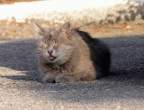 Kitty.jpg