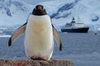 Tux.jpg