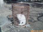 White trash.jpg