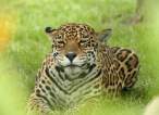 Leopart.jpg