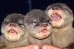 Three babies.jpg
