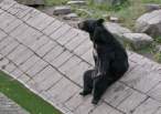 Bear.jpg